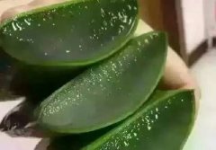 奶蘆薈
